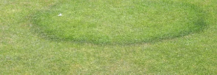 Halbkreis aus dunklerem Rasen